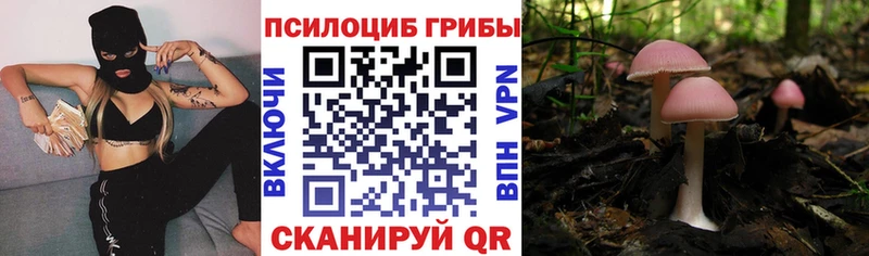 где купить наркотик  Назрань  Галлюциногенные грибы Cubensis 